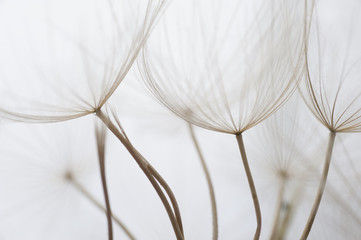 Close up macro image of dandelion seed heads with delicate lace-like patterns, on the Greek island of Kefalonia.