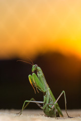 Portrait of a praying mantis in the sunset