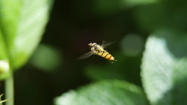 Fly hanging in the air in slow motion