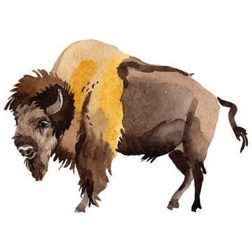 Exotic bison wild animal in a watercolor style isolated. Full name of the animal: bison, buffalo. Aquarelle wild animal for background, texture, wrapper pattern or tattoo.