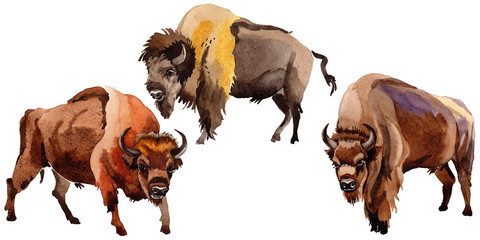 Exotic bison wild animal in a watercolor style isolated. Full name of the animal: bison, buffalo. Aquarelle wild animal for background, texture, wrapper pattern or tattoo. © yanushkov