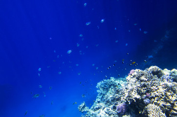 Fototapeta na wymiar A lot of coral fish near the reef