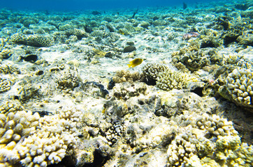 Naklejka na ściany i meble Landscape of a coral reef with fish