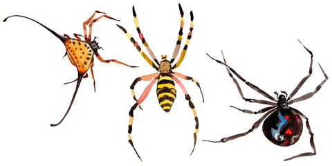 Exotic spider wild insect in a watercolor style isolated. Full name of the insect: spider. Aquarelle wild insect for background, texture, wrapper pattern or tattoo. © yanushkov