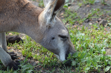 Kangaroo in the outdoors