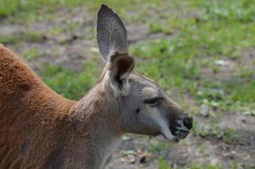 Kangaroo in the outdoors