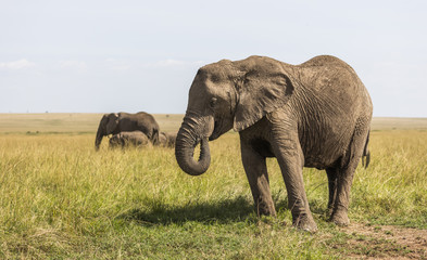Naklejka na ściany i meble Safari Elephants in the Masai Mara