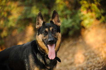 German Shepherd dog outdoor portrait in nature