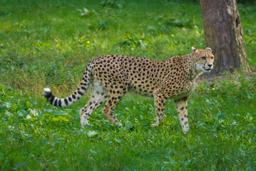 Red list animal - cheetah or cheeta, fastest land animal, large felid of the subfamily Felinae.