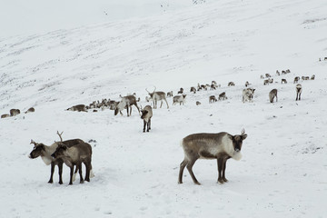 A herd of deer in the snowy mountains. Polar Urals. Yamalo-Nenets Autonomous Okrug.
