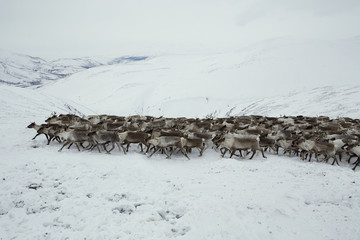 A herd of deer in the snowy mountains. Polar Urals. Yamalo-Nenets Autonomous Okrug.