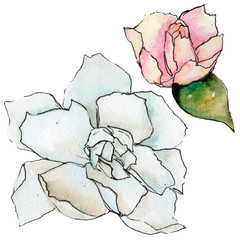 Wildflower gardenia flower in a watercolor style isolated. Full name of the plant: gardenia. Aquarelle wild flower for background, texture, wrapper pattern, frame or border.