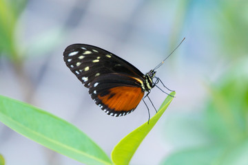 Fototapeta na wymiar Beautiful black red tiger longwing butterfly