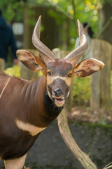 Beautiful animal - big eastern bongo antelope, extremely rare animal leaving only in Kenya.