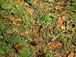 Zwei Admirale (Vanessa atalanta) und zwei C-Falter (Polygonia c-album) sonnen sich unter einem...