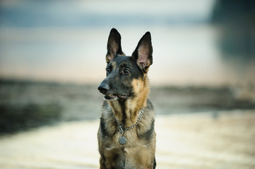 German Shepherd dog outdoor portrait