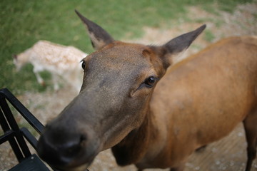 Deer Living in Captivity
