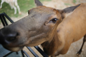 Deer Living in Captivity
