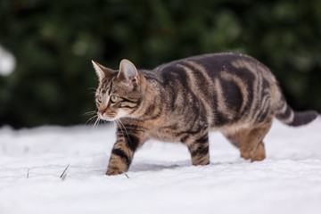 Katze im Schnee
