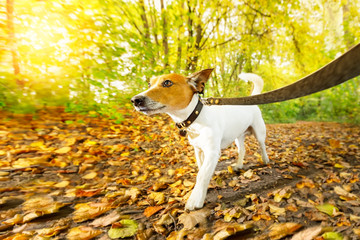 dog running or walking in autumn