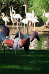Pink flamingo birds on green grass