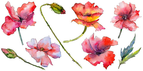 Wildflower poppy flower in a watercolor style isolated. Full name of the plant: poppy. Aquarelle wild flower for background, texture, wrapper pattern, frame or border.