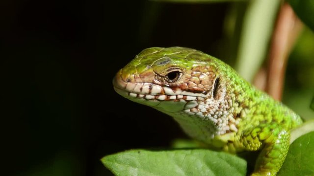 European green lizard closeup (lacerta viridis)