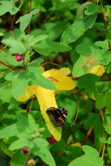 Papillon vulcain sur une feuille de Mauve du Cap