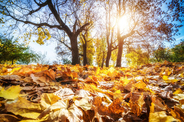 Bright foliage in sunny autumn park