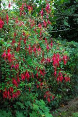 Fuchsia magellanica en fleurs dans un jardin