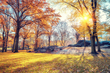 Central park in New York City at autumn morning, USA - obrazy, fototapety, plakaty
