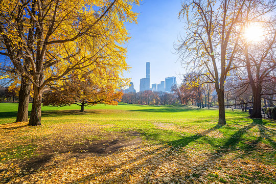 Central park in New York City at sunny autumn day, USA