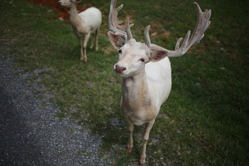 Naklejka na ściany i meble White Albino Buck Deer