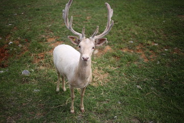 White Albino Buck Deer