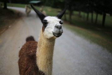 Brown and White Llama on a Gravel Road