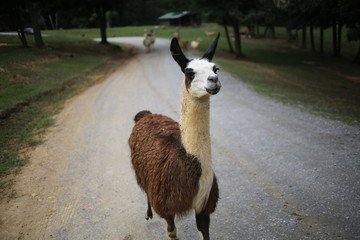 Brown and White Llama on a Gravel Road