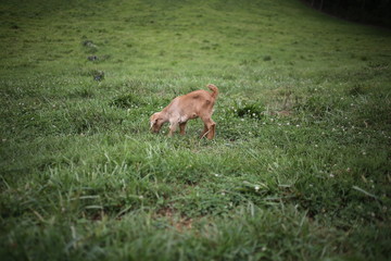 Naklejka na ściany i meble Baby Goat Eating and Playing in a Meadow