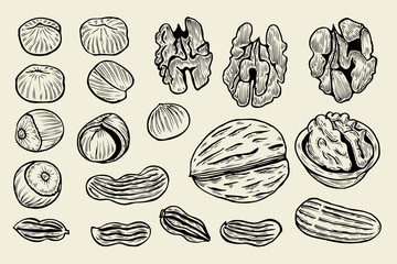hand drawn nuts.
