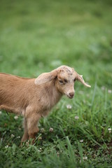 Baby Goat Eating and Playing in a Meadow