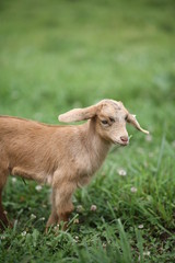 Baby Goat Eating and Playing in a Meadow