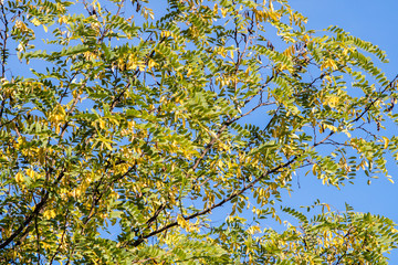 Branch of black locust tree under blue sky, background, Robinia pseudoacacia