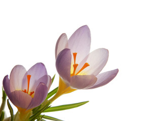 Spring crocus flowers
