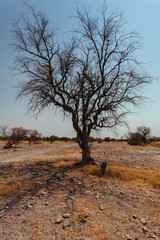 Kalahari desert Botswana