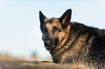 German Shepherd dog portrait