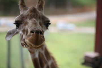 Giraffe in Captivity in a Zoo © holly