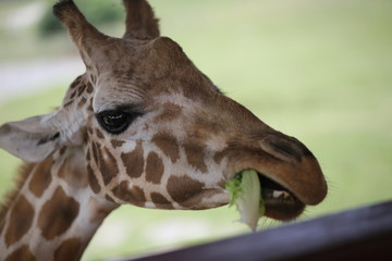 Giraffe in Captivity in a Zoo © holly