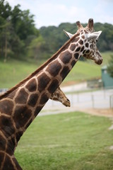 Giraffe in Captivity in a Zoo