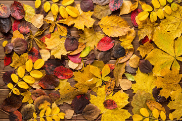 Autumn leaves on dark wooden background.