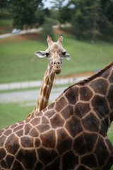 Giraffe in Captivity in a Zoo