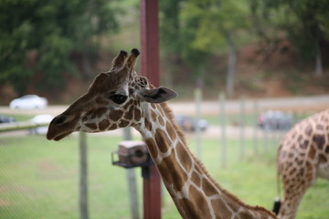 Giraffe in Captivity in a Zoo